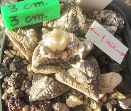 Ariocarpus fissuratus major
