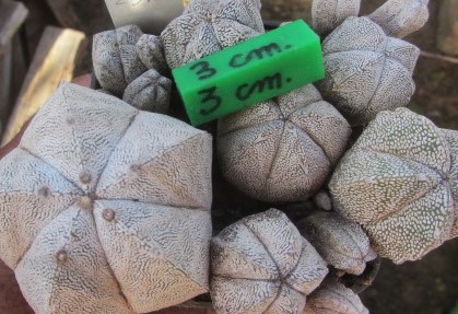 Astrophytum myriostigma gruppo