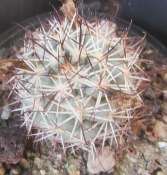 Mammillaria <br>schumanni
