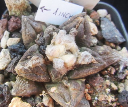 Ariocarpus fissuratus form