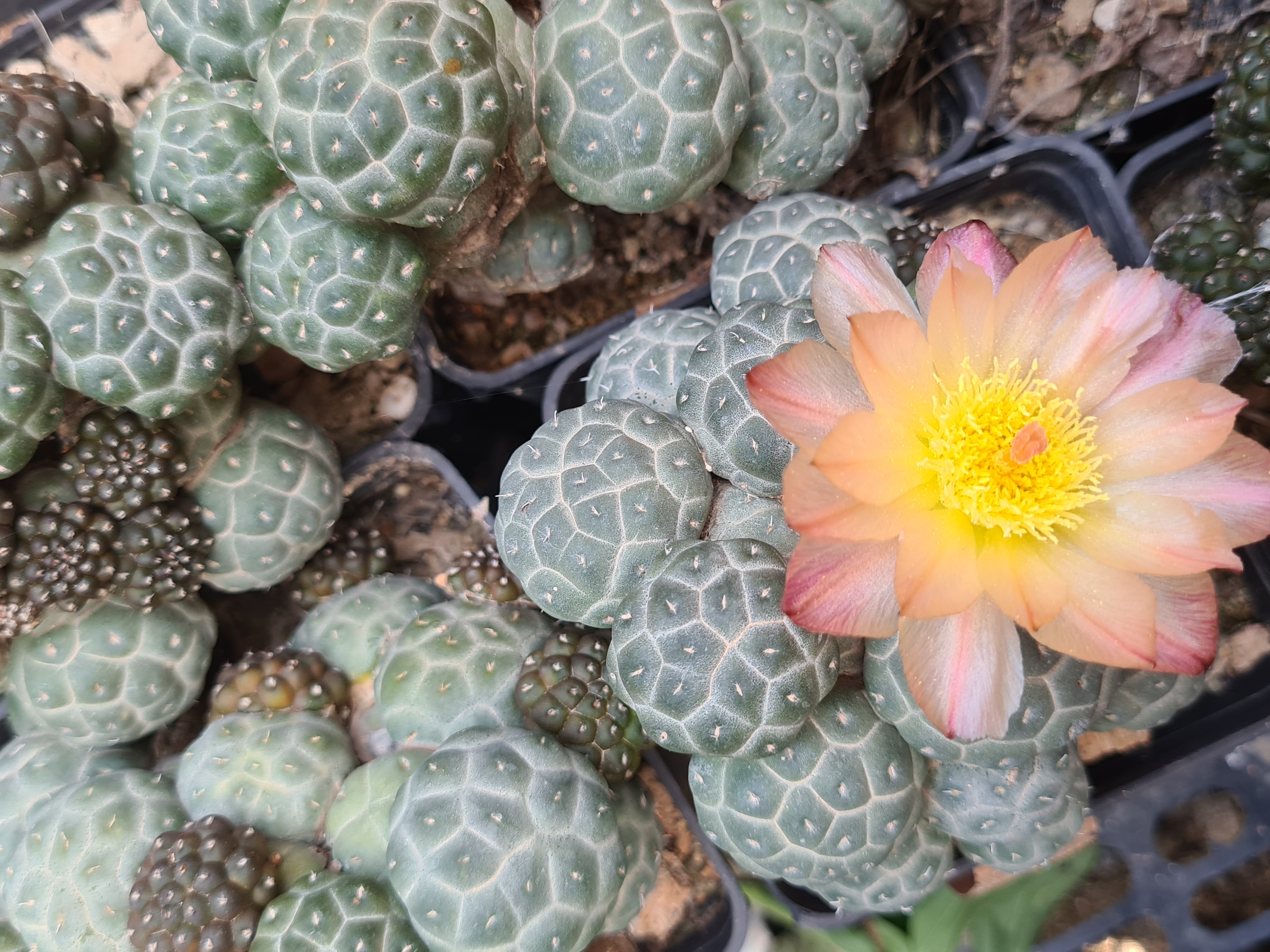 Puna <br>bonnieae 