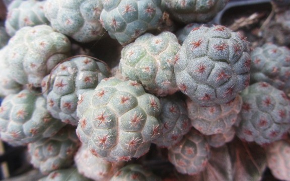 Puna bonniae fma