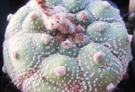 Astrophytum asterias kikko turtle