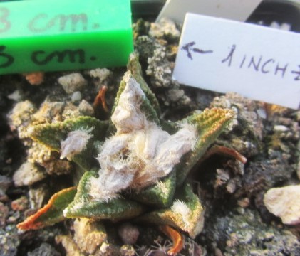 Ariocarpus bravoanus