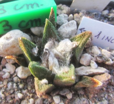 Ariocarpus bravoanus