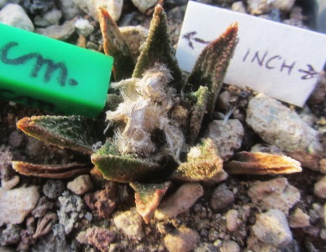Ariocarpus bravoanus