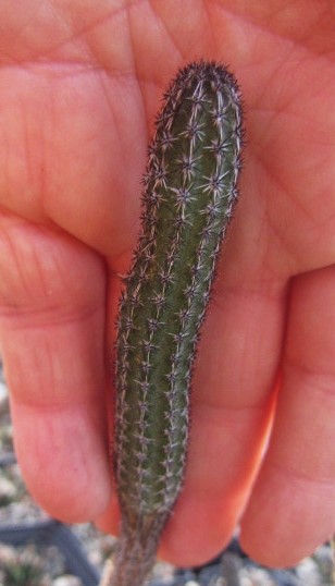 Wilcoxia tamaulipensis