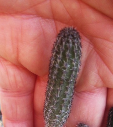Wilcoxia tamaulipensis
