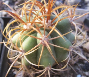 Ferocactus diguetii