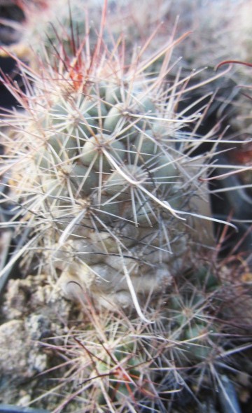 Mammillaria <br>maritima