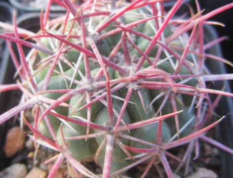 Ferocactus sp