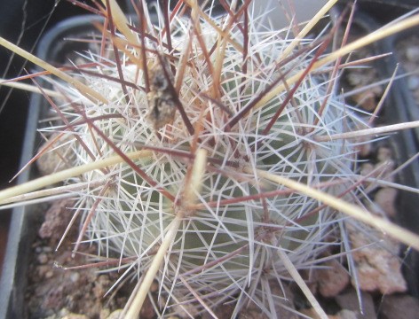 Thelocactus <br>lausseri