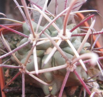 Glandulicactus matthsonii