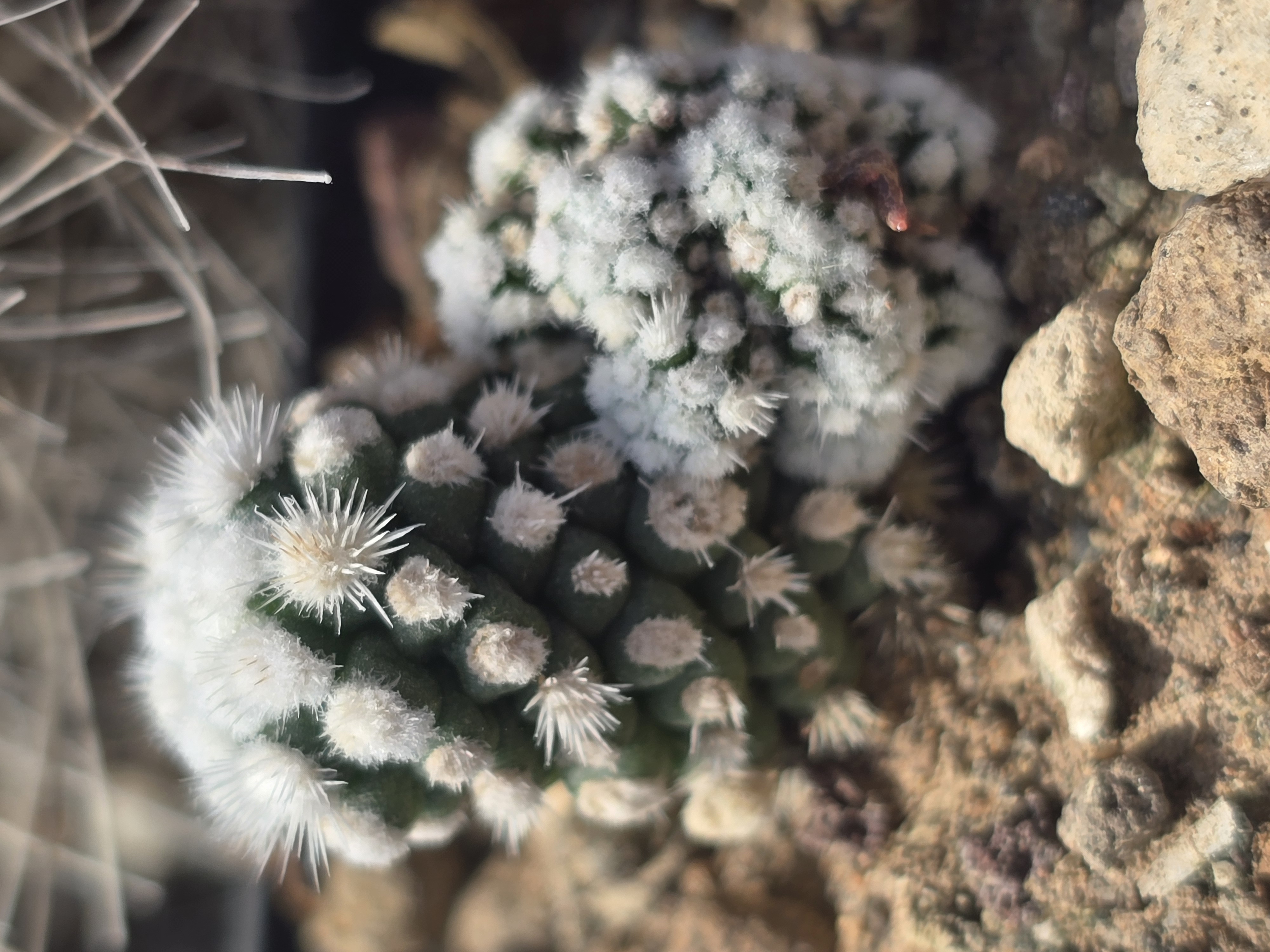 Mammillaria <br>cv 