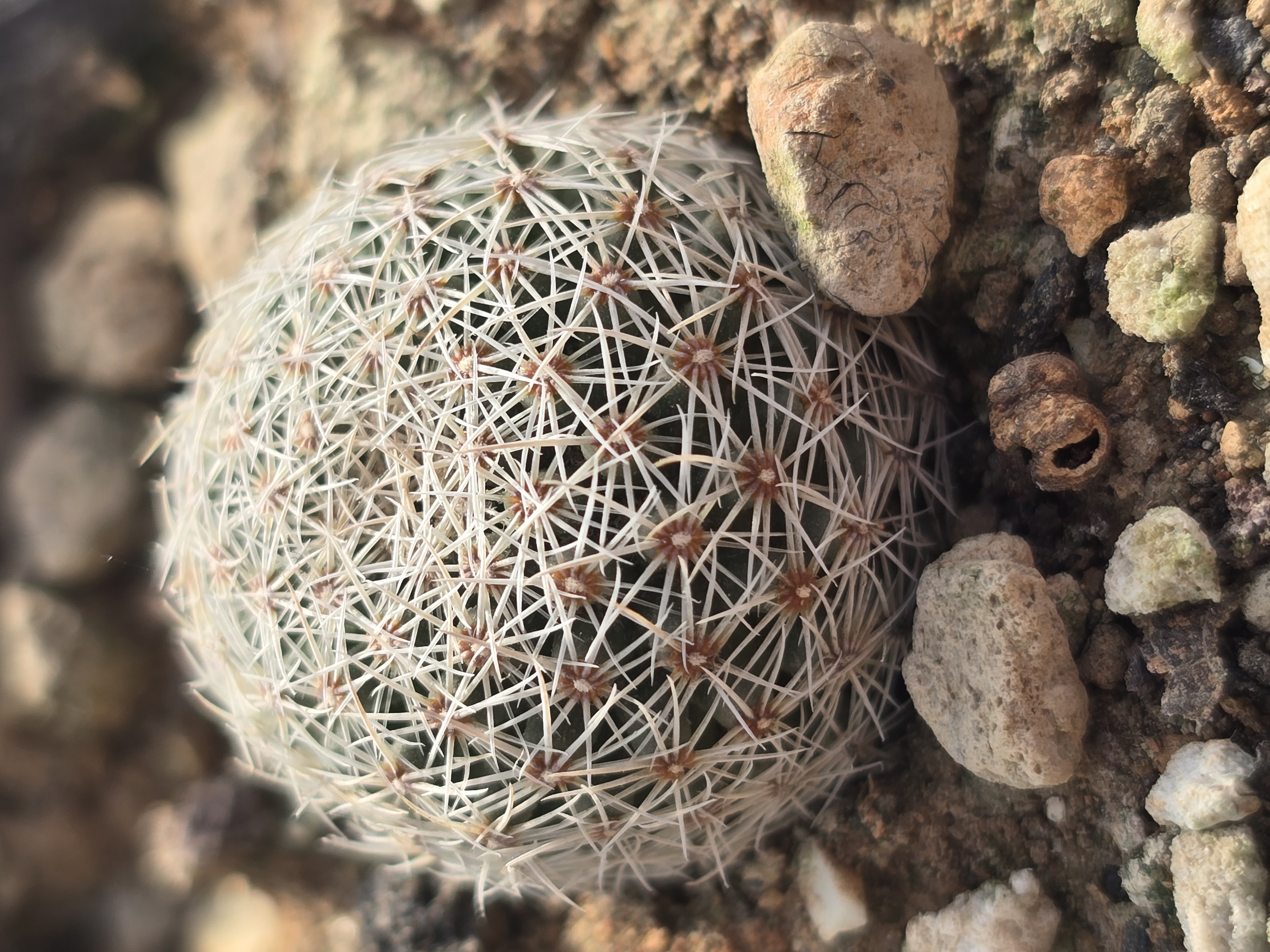 Coryphantha werdermanni