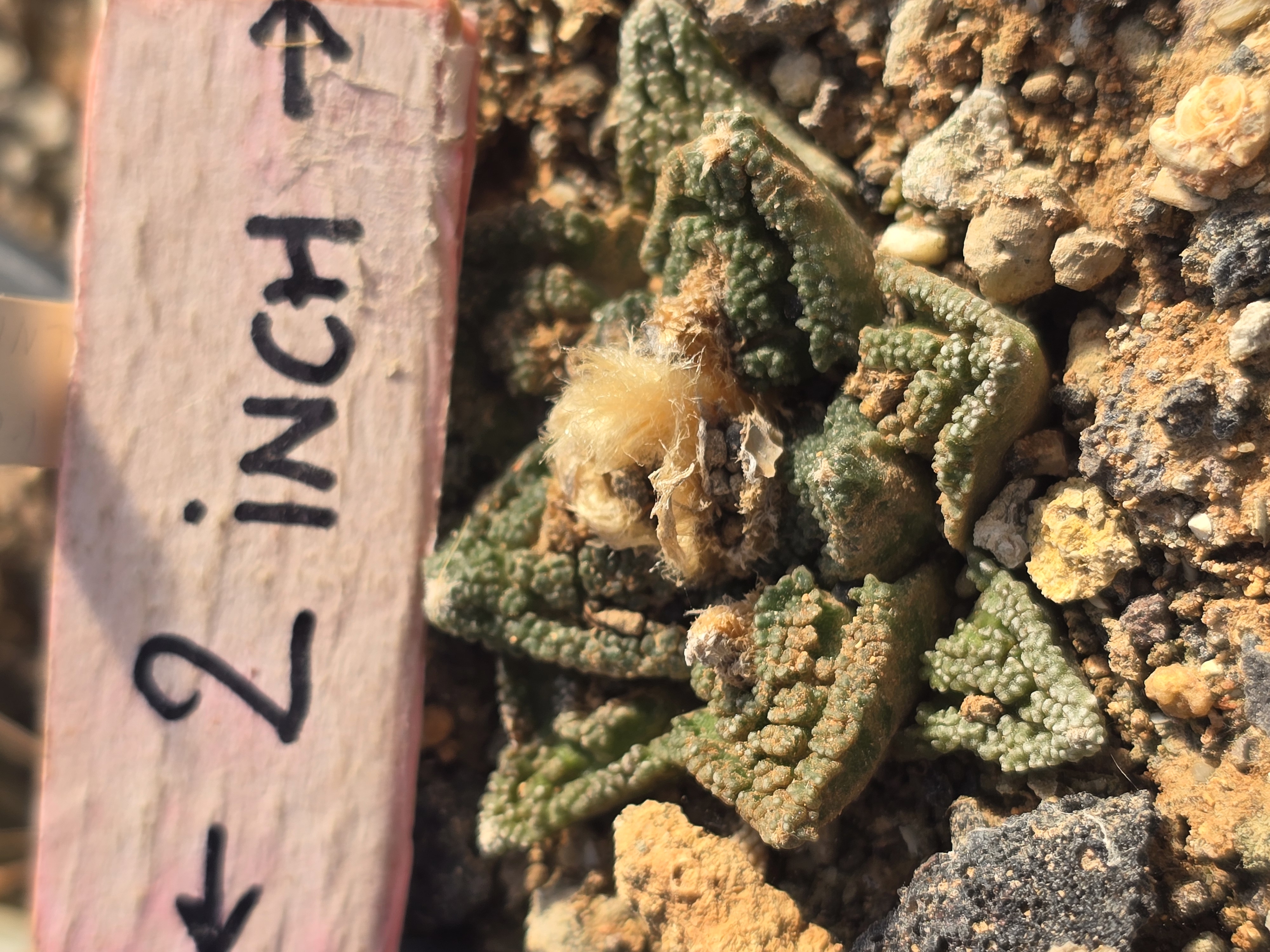 Ariocarpus <br>bravoanus hintoni