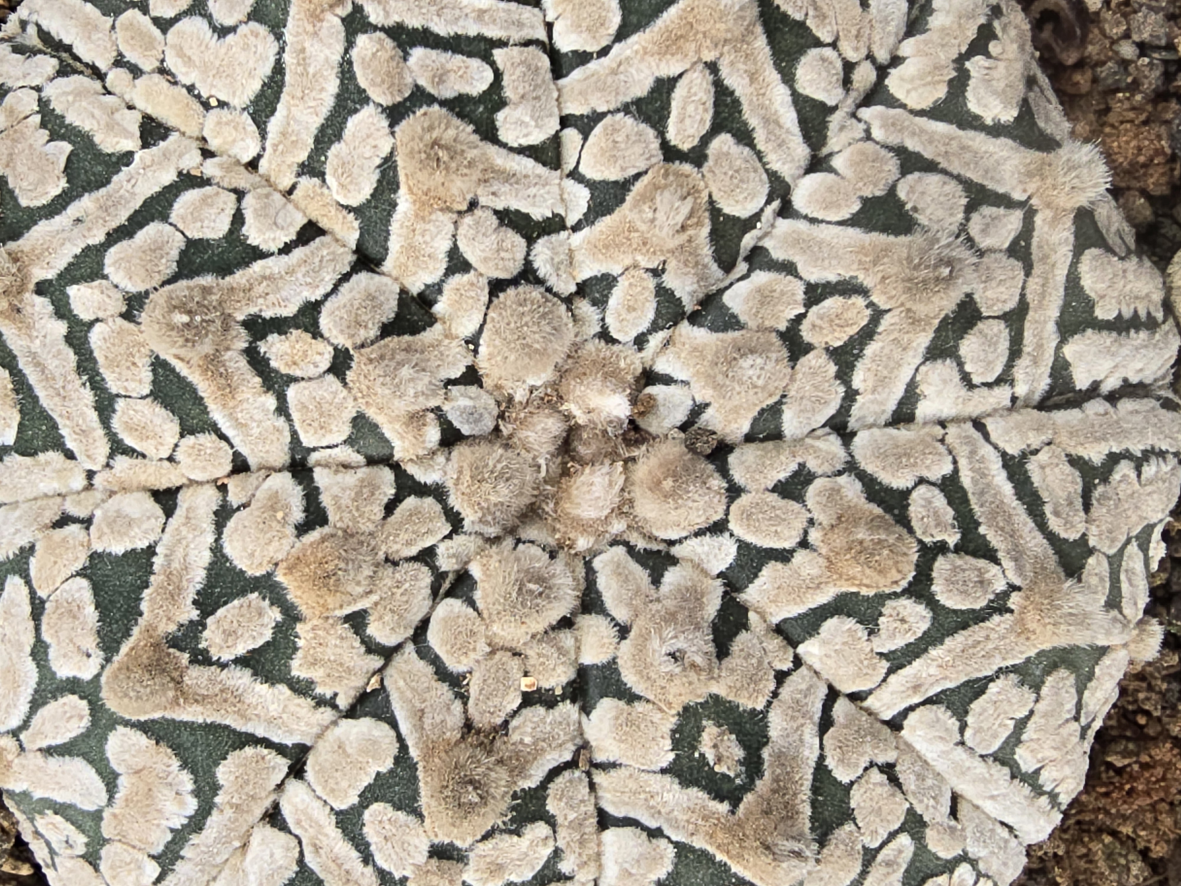 Astrophytum super kabuto 