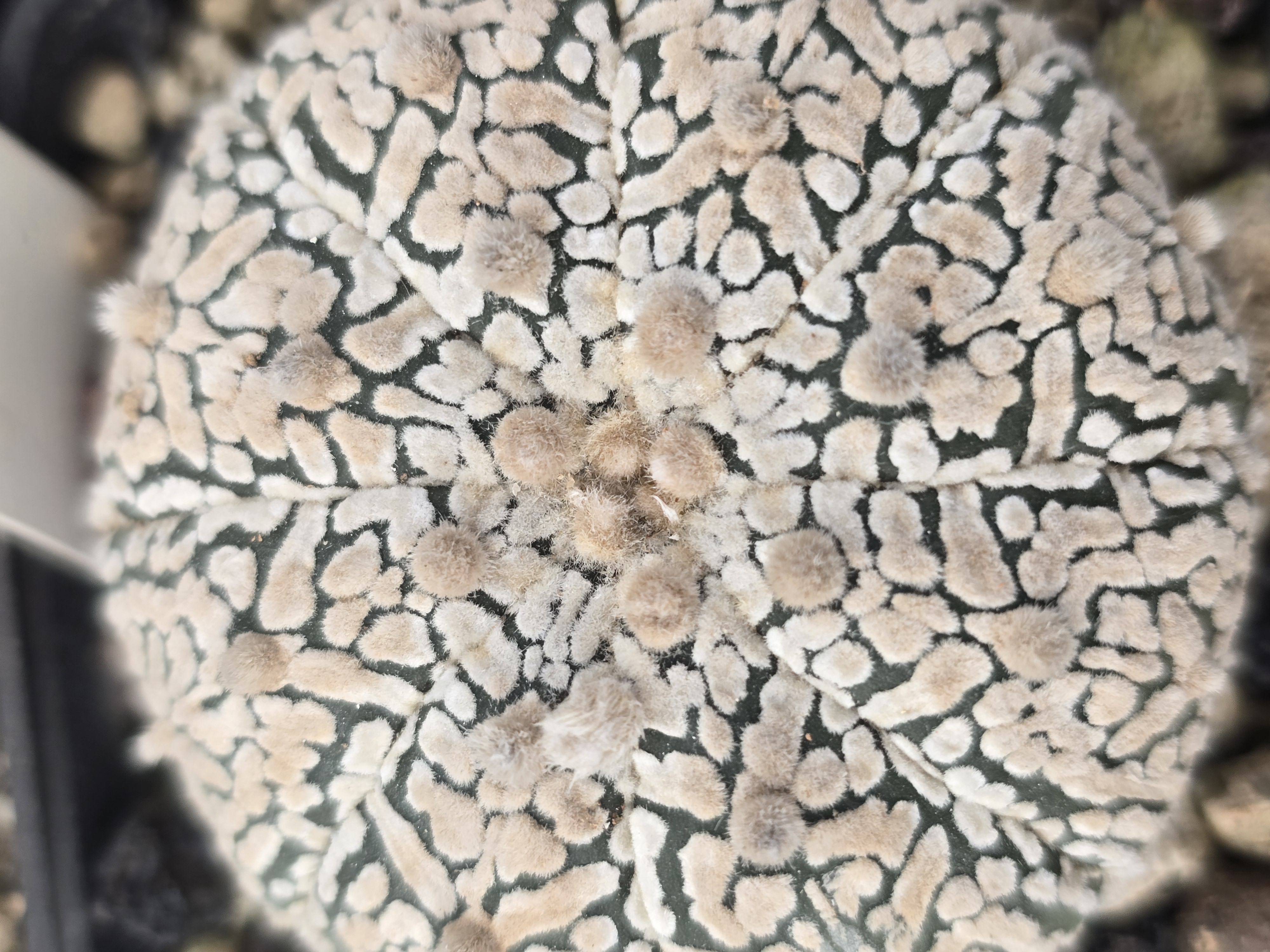 Astrophytum super kabuto 