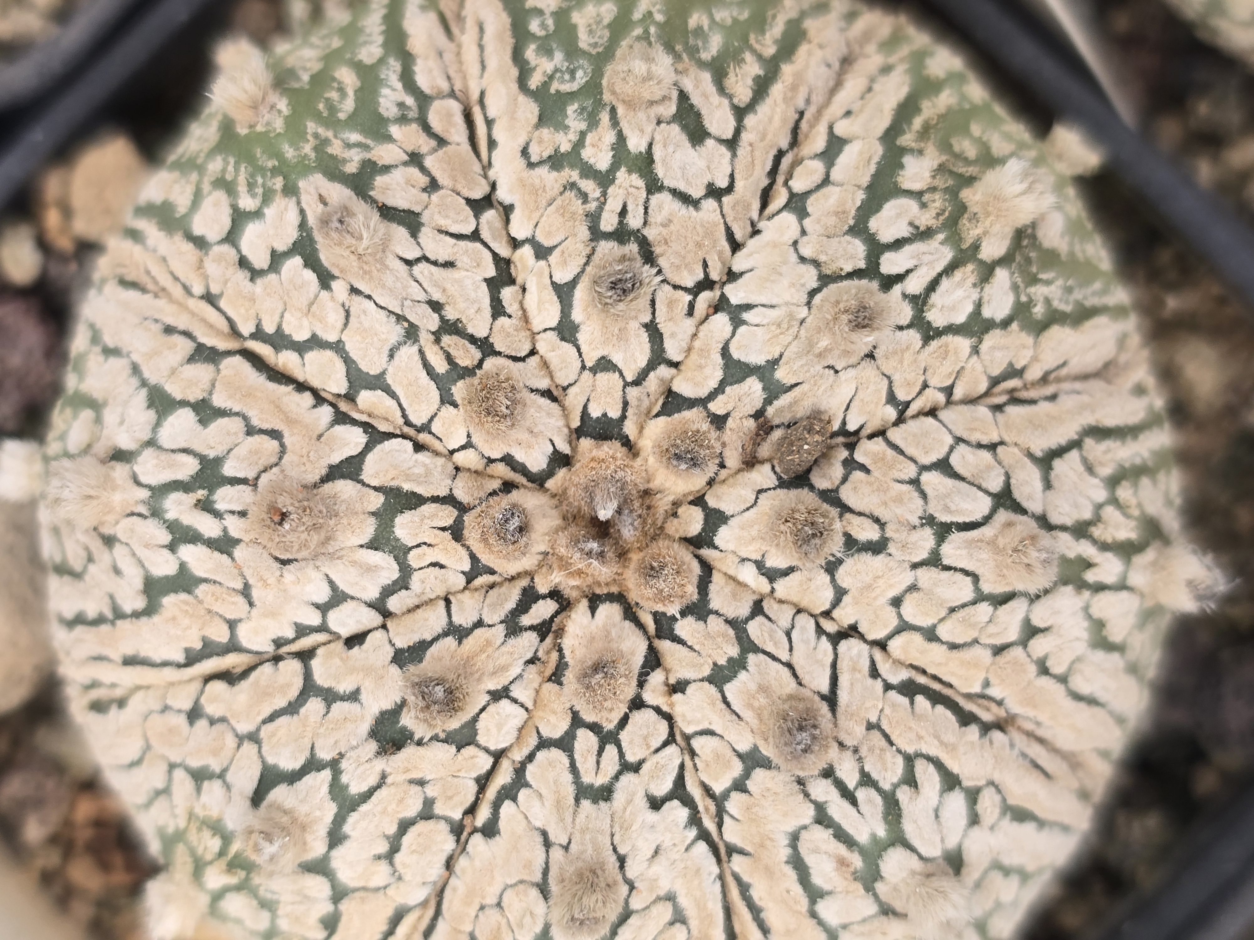 Astrophytum asterias kabuto