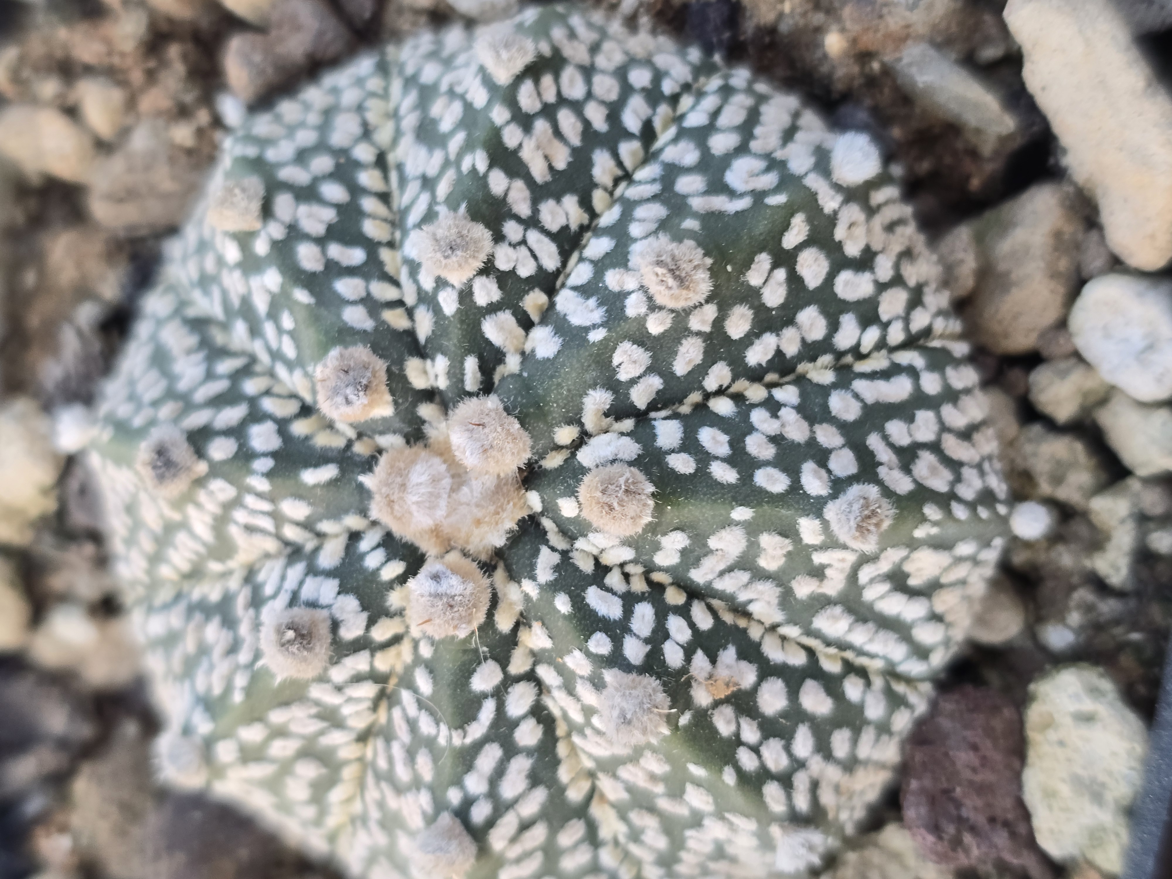 Astrophytum kabuto x capas f2