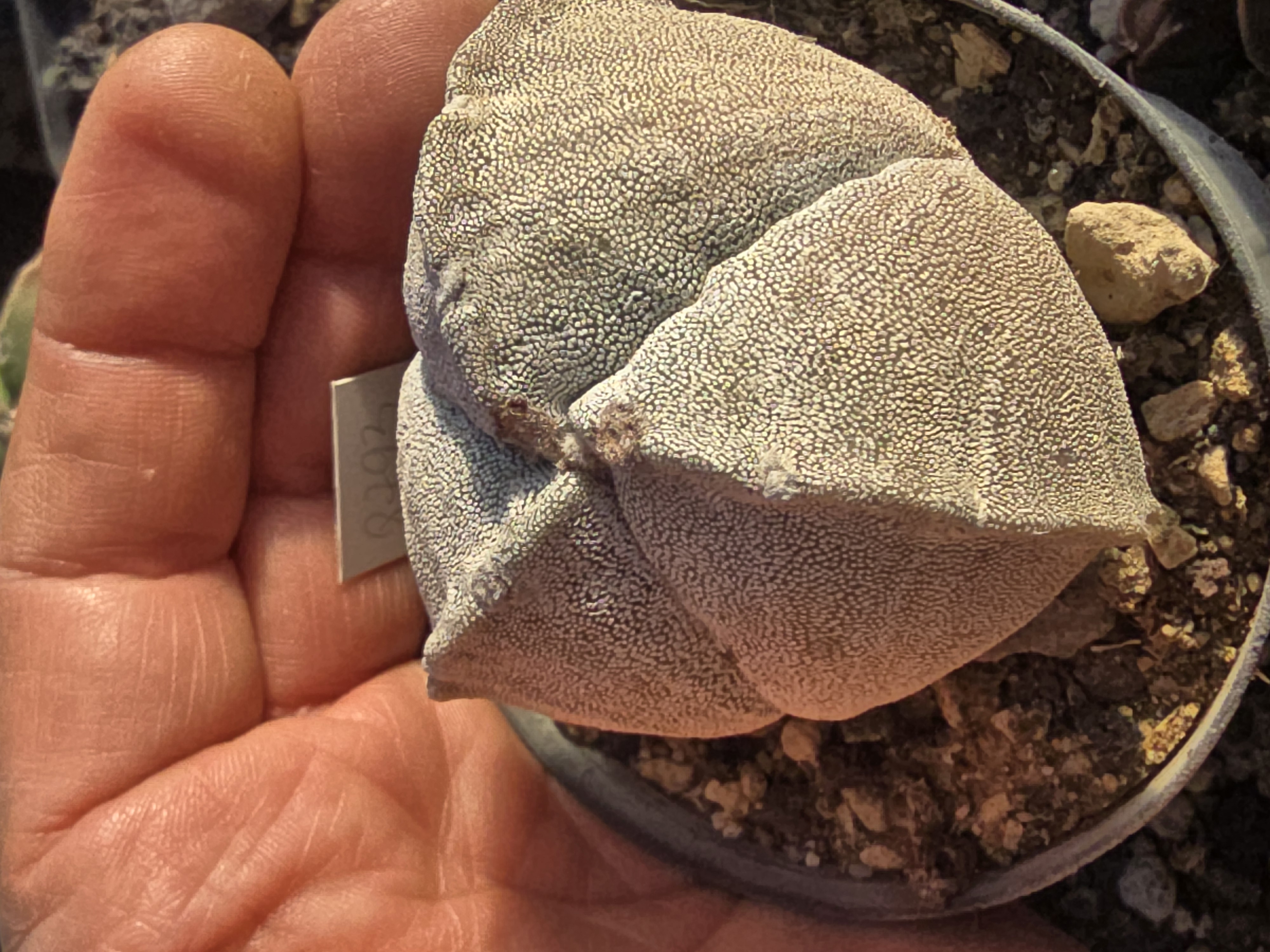 Astrophytum myriostigma tricostatum