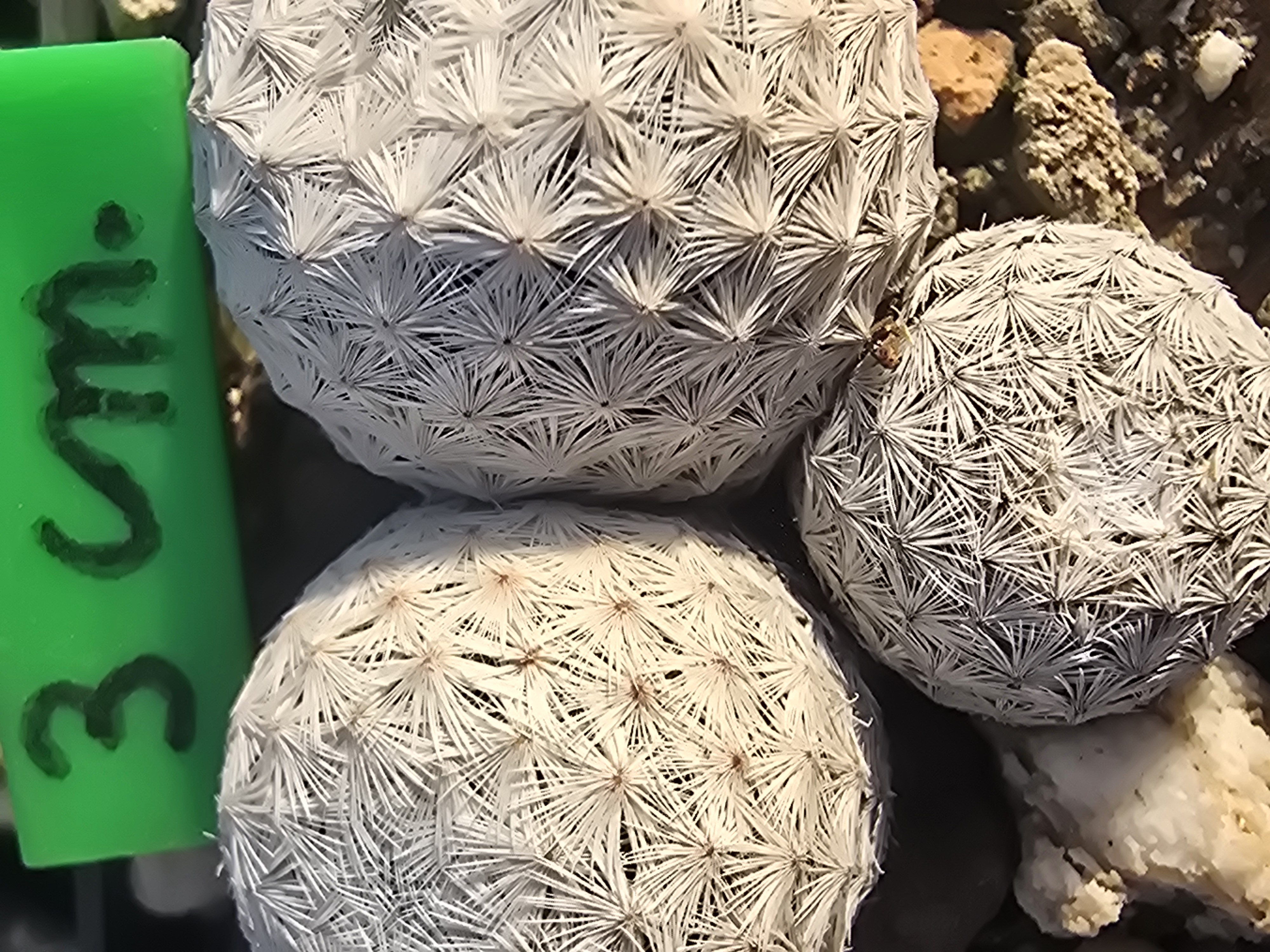 Mammillaria herrerae