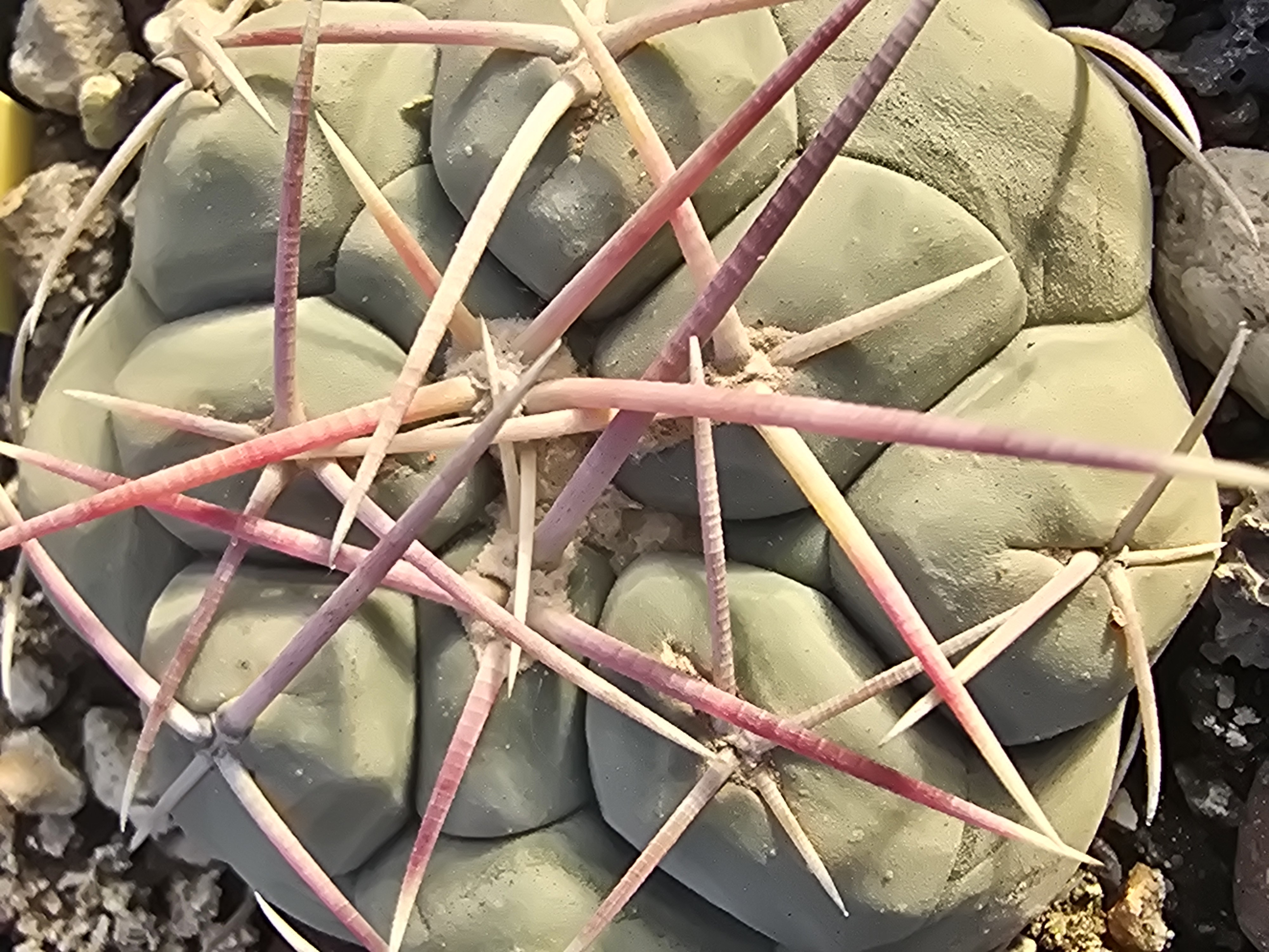 Thelocactus hexaedrophorus