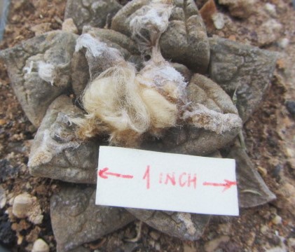 Ariocarpus fissuratus intermedius