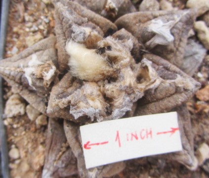 Ariocarpus fissuratus 