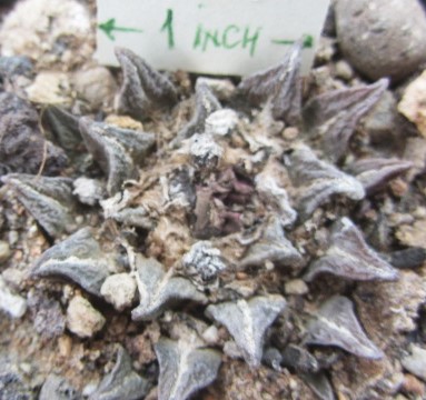 Ariocarpus cv hybrid f3 kotschoubeyanus x fissuratuss x kot