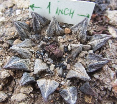 Ariocarpus cv hybrid f3 kotschoubeyanus x fissuratus x kot
