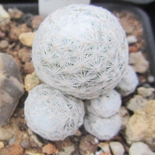 Mammillaria <br>humboldtii