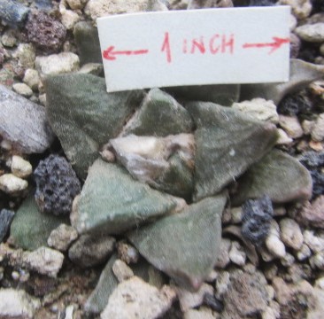 Ariocarpus hybrid f1 