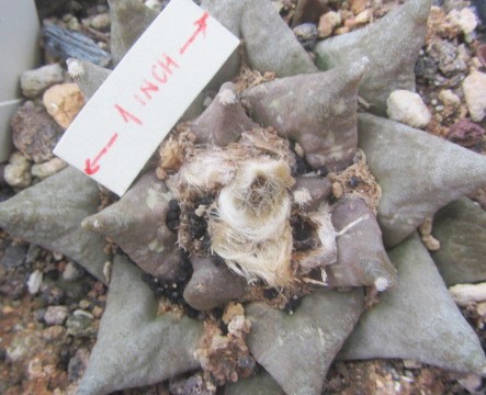 Ariocarpus hybrid f1 
