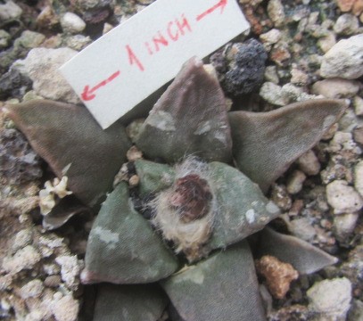 Ariocarpus hybrid f1 