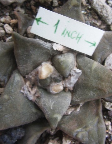 Ariocarpus hybrid  f1 