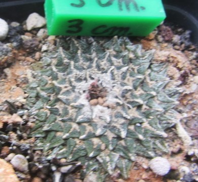 Ariocarpus <br>kotschoubeyanus