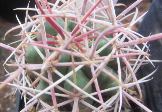 Ferocactus gracilis gatesi
