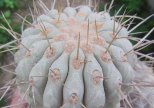 Copiapoa <br>haseltoniana