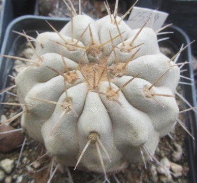 Copiapoa <br>gigantea