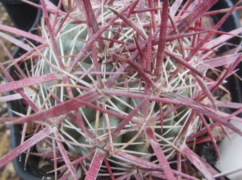 Ferocactus aff viridescens