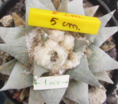 Ariocarpus retusus fma