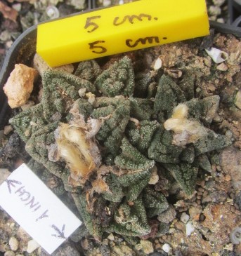 Ariocarpus <br>bravoanus hintoni