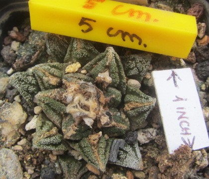 Ariocarpus bravoanus hintoni