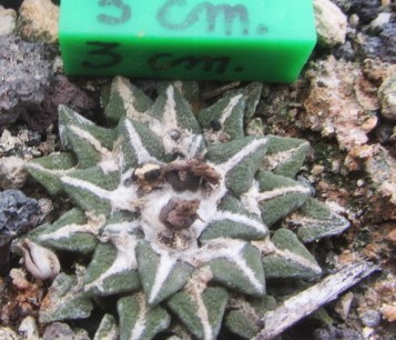 Ariocarpus kotschoubeyanus elephantidens