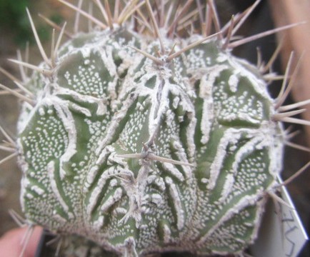 Astrophytum ornatum cv fukuryu 
