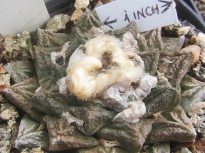 Ariocarpus fissuratus