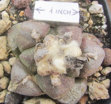 Ariocarpus fissuratus lloydii