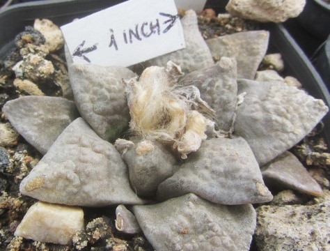 Ariocarpus hybrid f1 fissuratus x furf