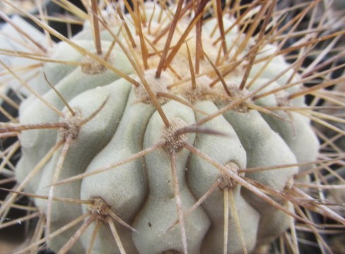 Copiapoa <br>gigantea